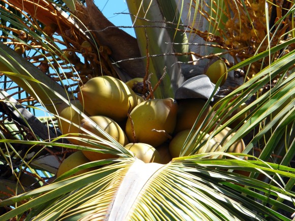 coconuts-267093_1920