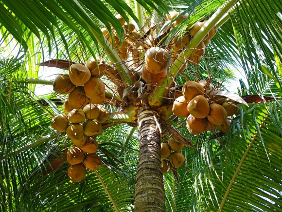 coconuts-892580_1920