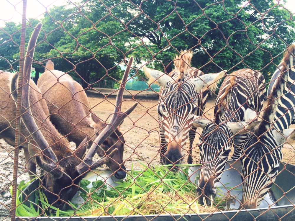 動物たちの食事が間近で見える！